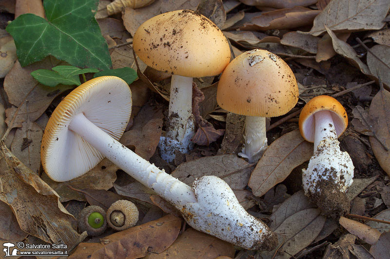 Amanita subnudipes foto 3