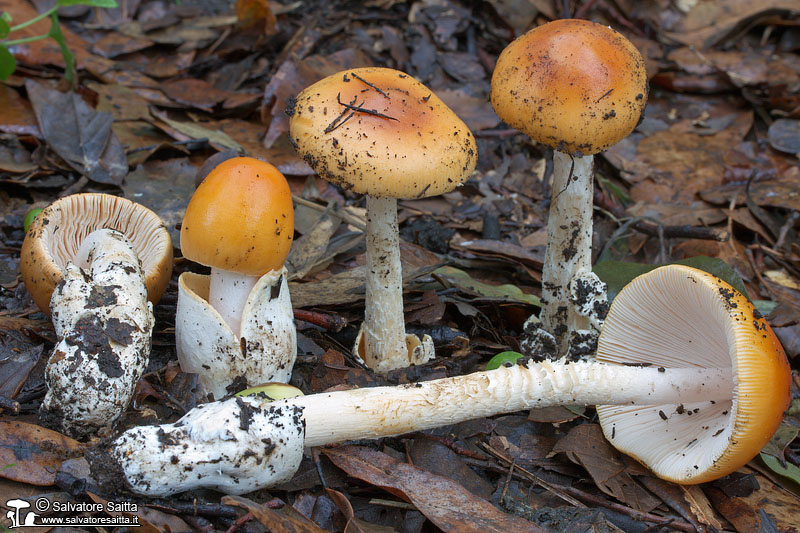 Amanita subnudipes foto 4