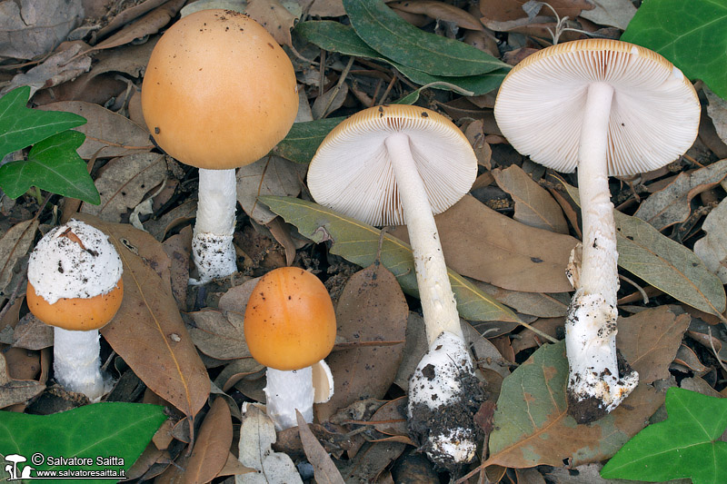 Amanita subnudipes foto 6