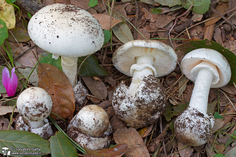 Amanita verna foto 5