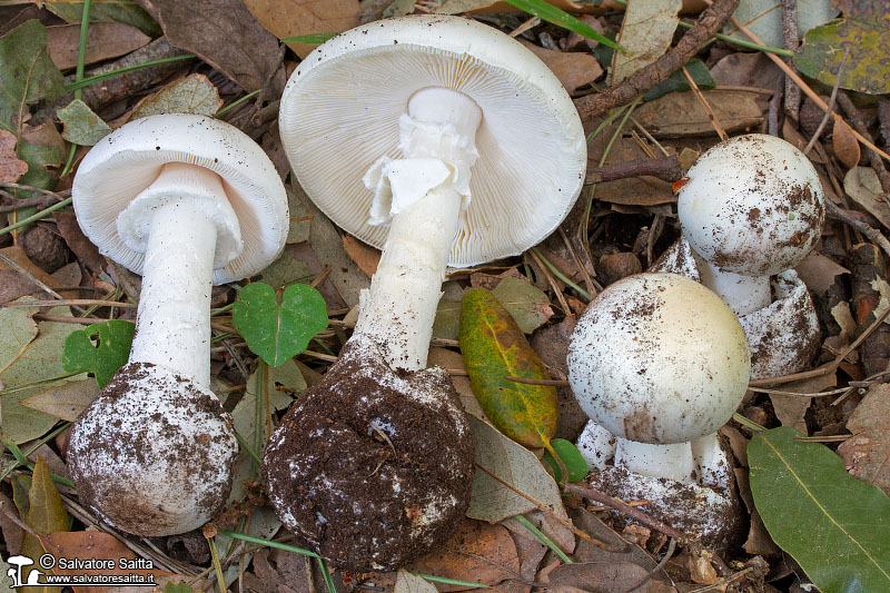 Amanita verna foto 5a