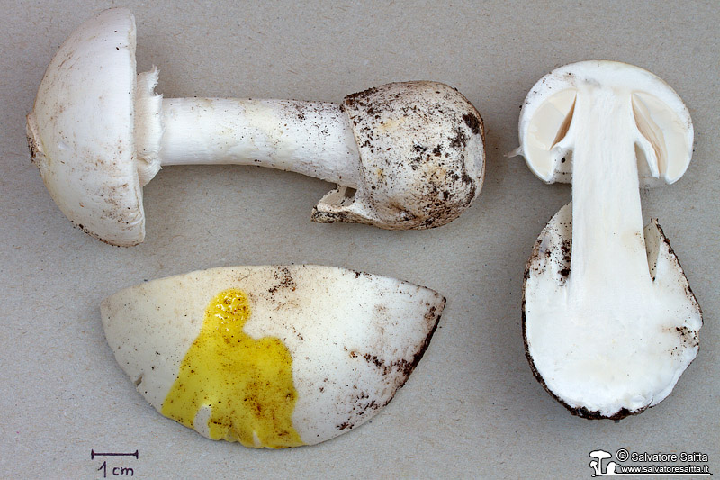 Amanita verna foto 5b reazione KOH
