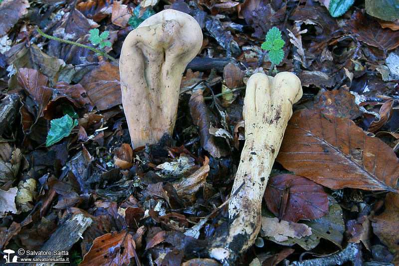 Clavariadelphus flavoimmaturus foto 1