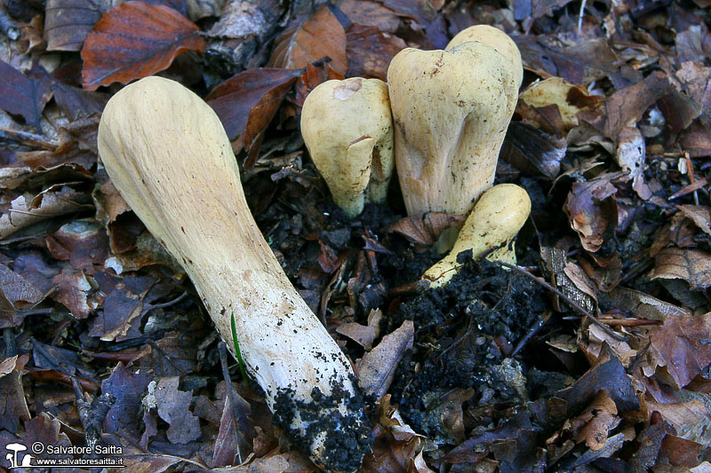 Clavariadelphus flavoimmaturus foto 2