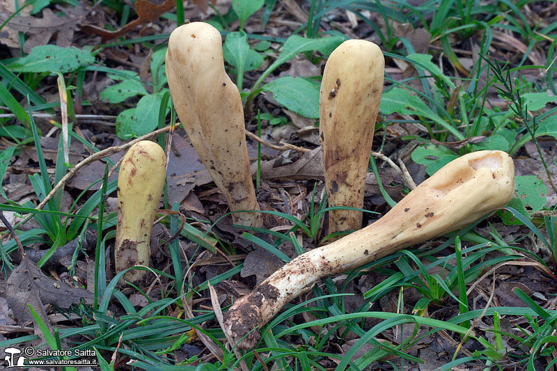 Clavariadelphus flavoimmaturus foto 3