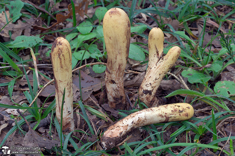 Clavariadelphus flavoimmaturus foto 4