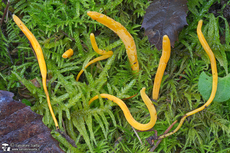 Clavulinopsis luteoalba foto 1