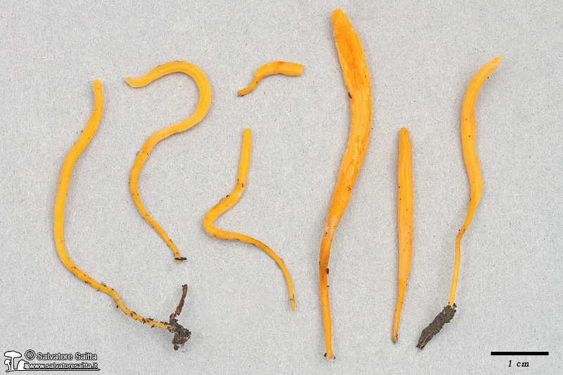 Clavulinopsis luteoalba foto 1b