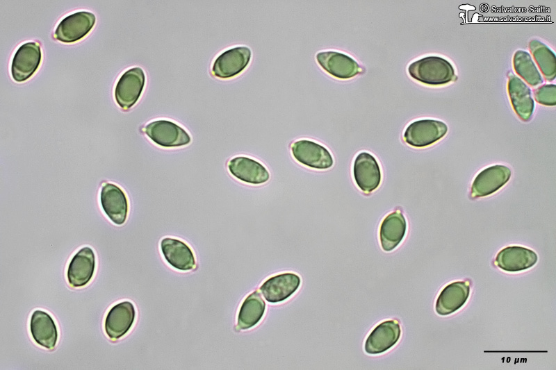Clavulinopsis luteoalba spore foto 1