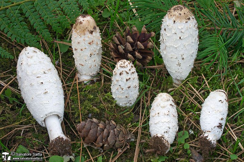 Coprinus comatus foto 3