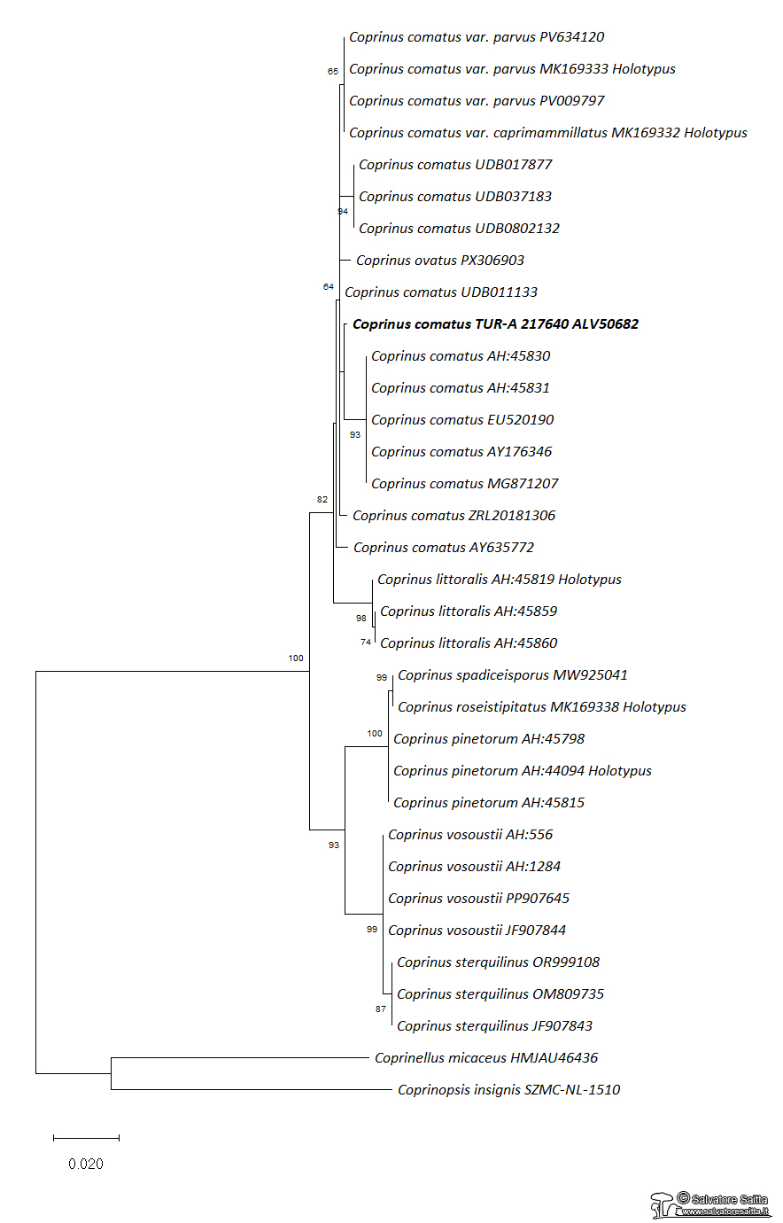 Amanita simulans albero filogenetico foto 1