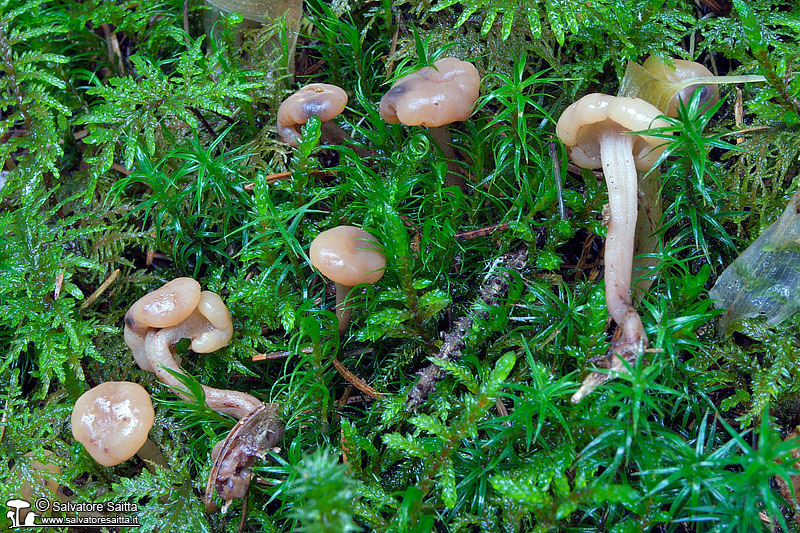 Cudonia confusa foto 1