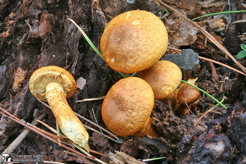 Gymnopilus spectabilis foto 1