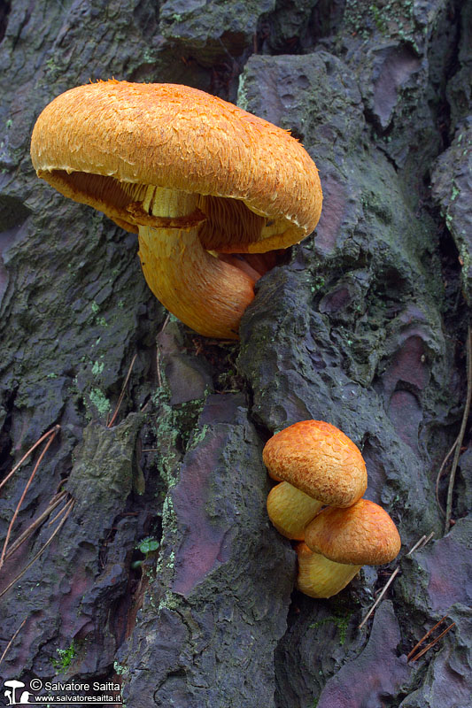 Gymnopilus spectabilis foto 2