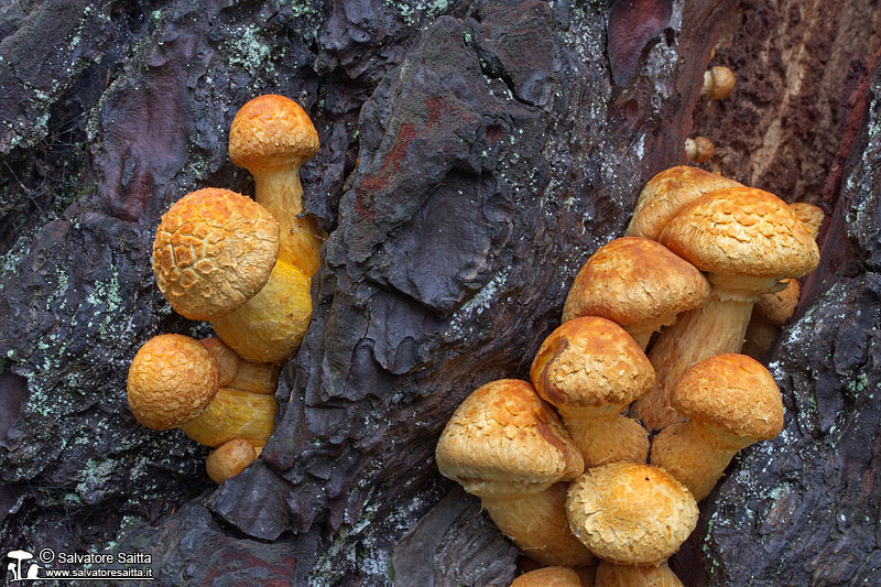 Gymnopilus spectabilis foto 2b