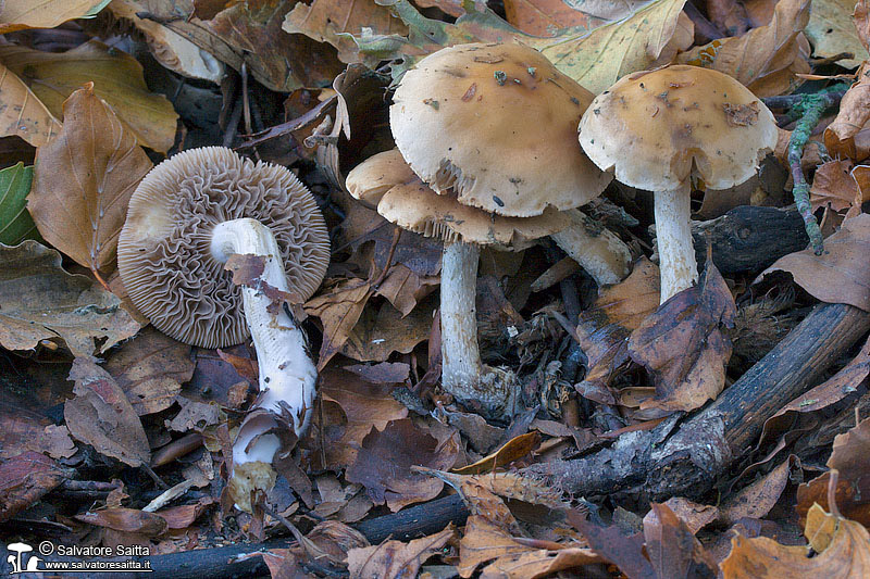 Hebeloma birrus foto 2