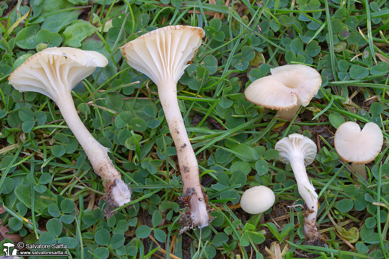 Hygrocybe russocoriacea foto 1