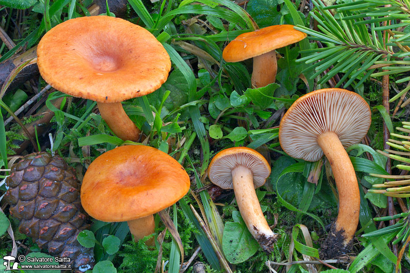 Lactarius aurantiacus foto 2