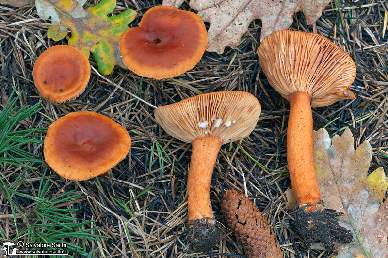Lactarius aurantiacus foto 1
