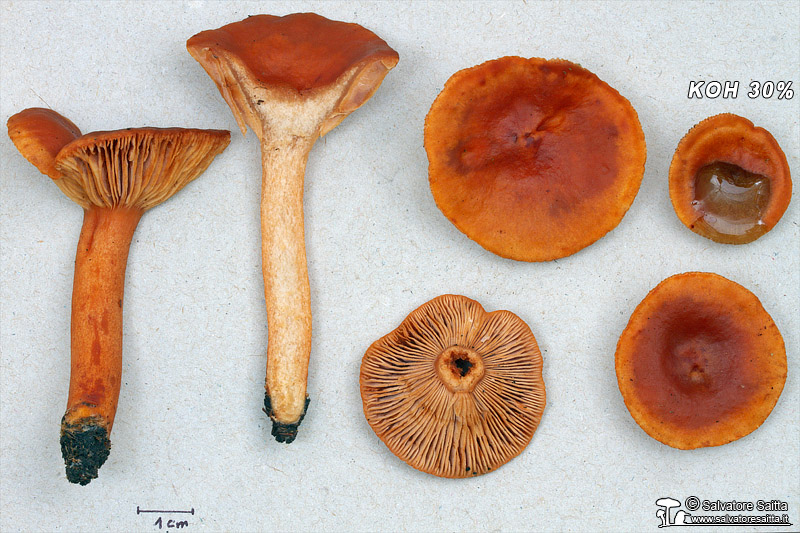 Lactarius aurantiacus foto 2a