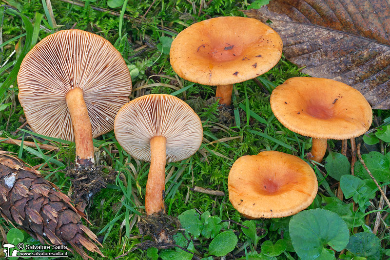 Lactarius aurantiacus foto 3