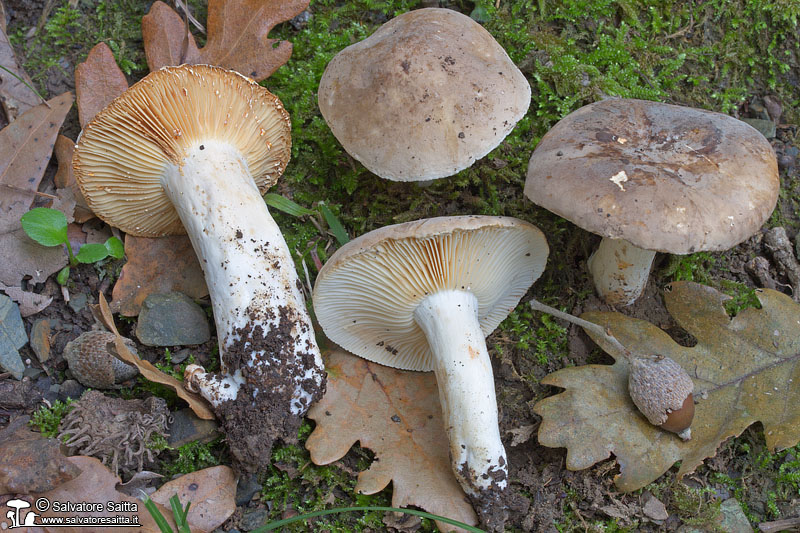 Lactarius azonites foto 1
