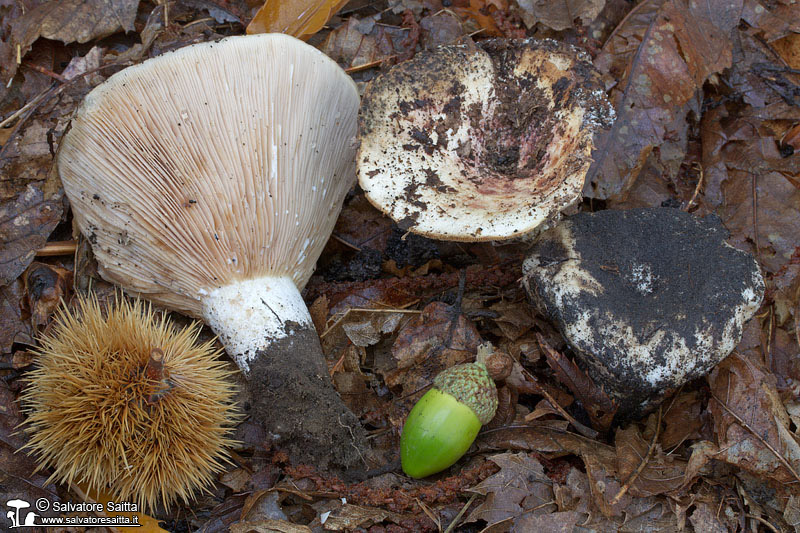 Lactarius controversus foto 1