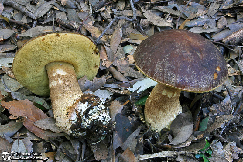 Leccinum lepidum foto 3