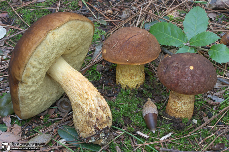 Leccinum lepidum foto 7