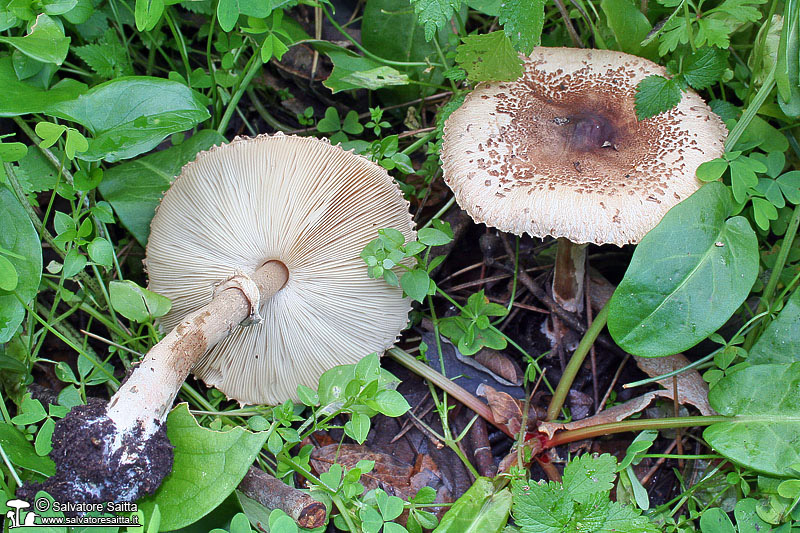 Macrolepiota phaeodisca foto 1