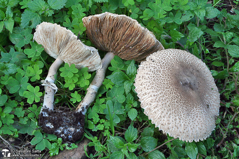 Macrolepiota phaeodisca foto 2