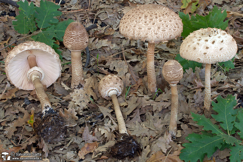 Macrolepiota procera foto 4