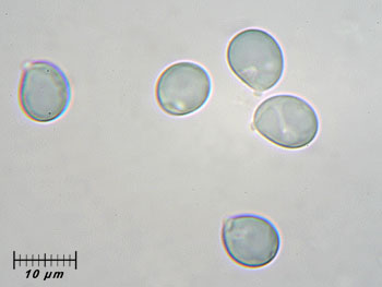 amverna_spore3 (10K)