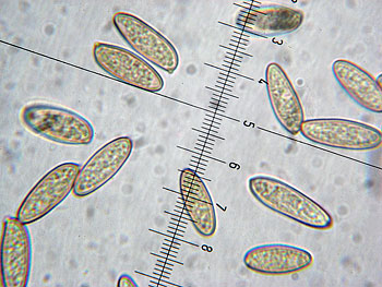 lecclepidum_spore1 (37K)