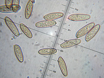 lecclepidum_spore2 (33K)