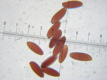 lecclepidum_spore5 (23K)