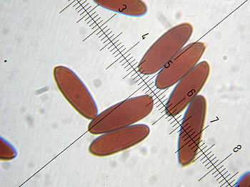 lecclepidum_spore7 (26K)
