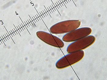 lecclepidum_spore8 (26K)
