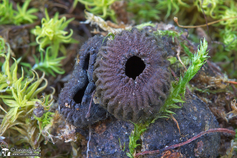 Plectania rhytidia foto 1