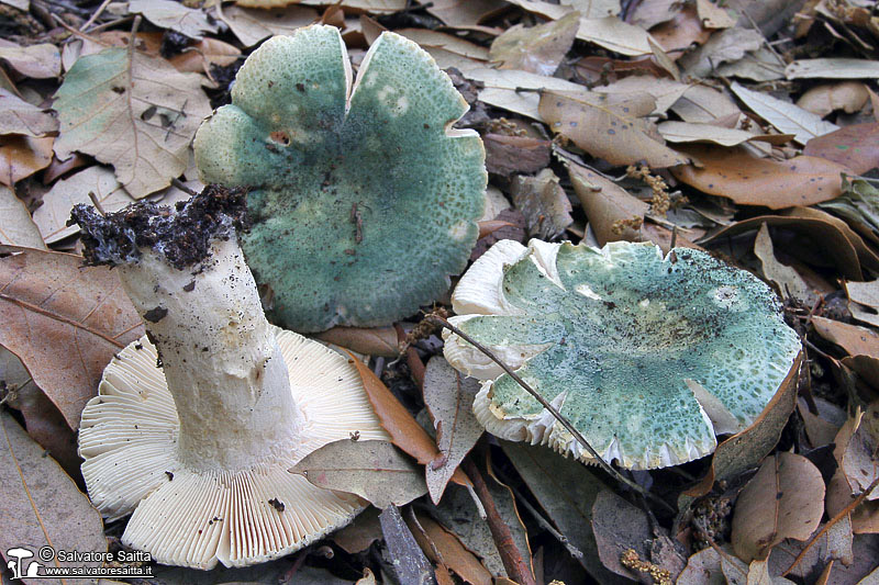 Russula virescens foto 1