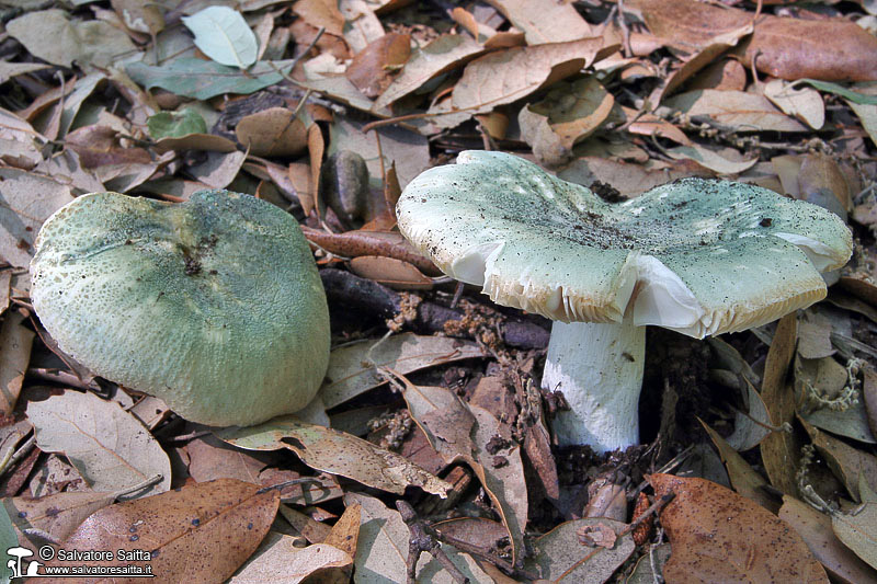 Russula virescens foto 2