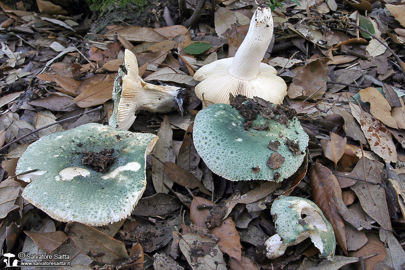 Russula virescens foto 3