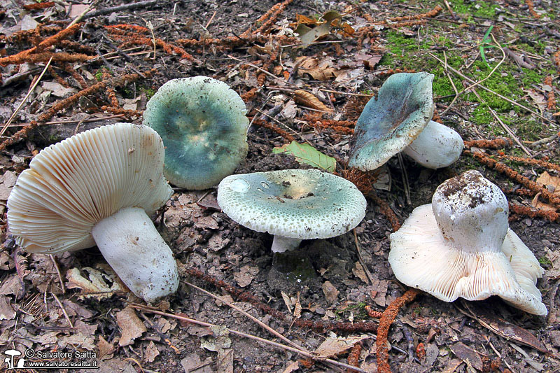Russula virescens foto 4