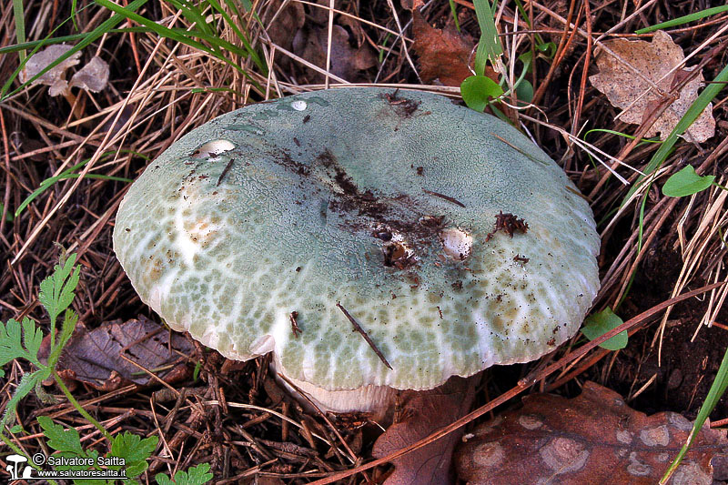 Russula virescens foto 5