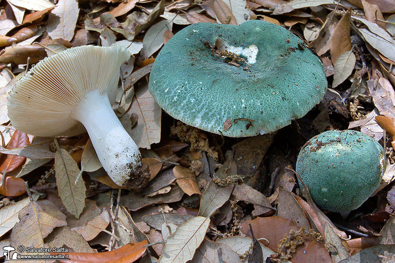 Russula virescens foto 6