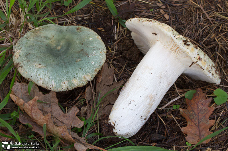 Russula virescens foto 7
