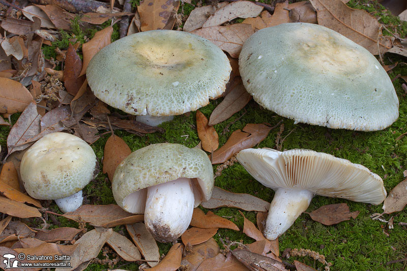Russula virescens foto 8