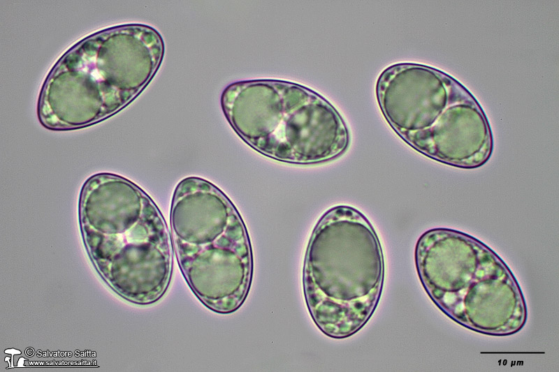 Tarzetta cupularis spore foto 1