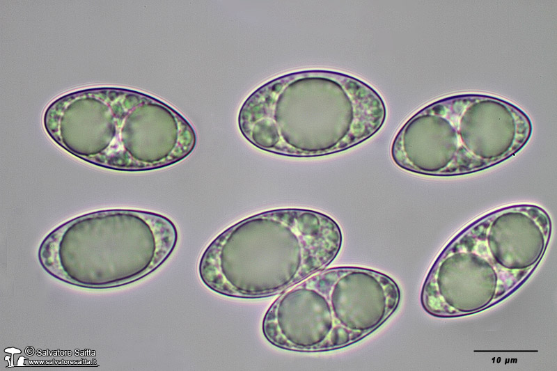 Tarzetta cupularis spore foto 2