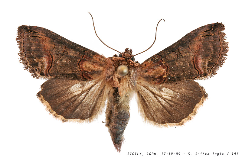 abrostola_cfr_triplasia_197 (172K)